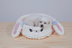 Hand Knit “Bunny” Pet Bed